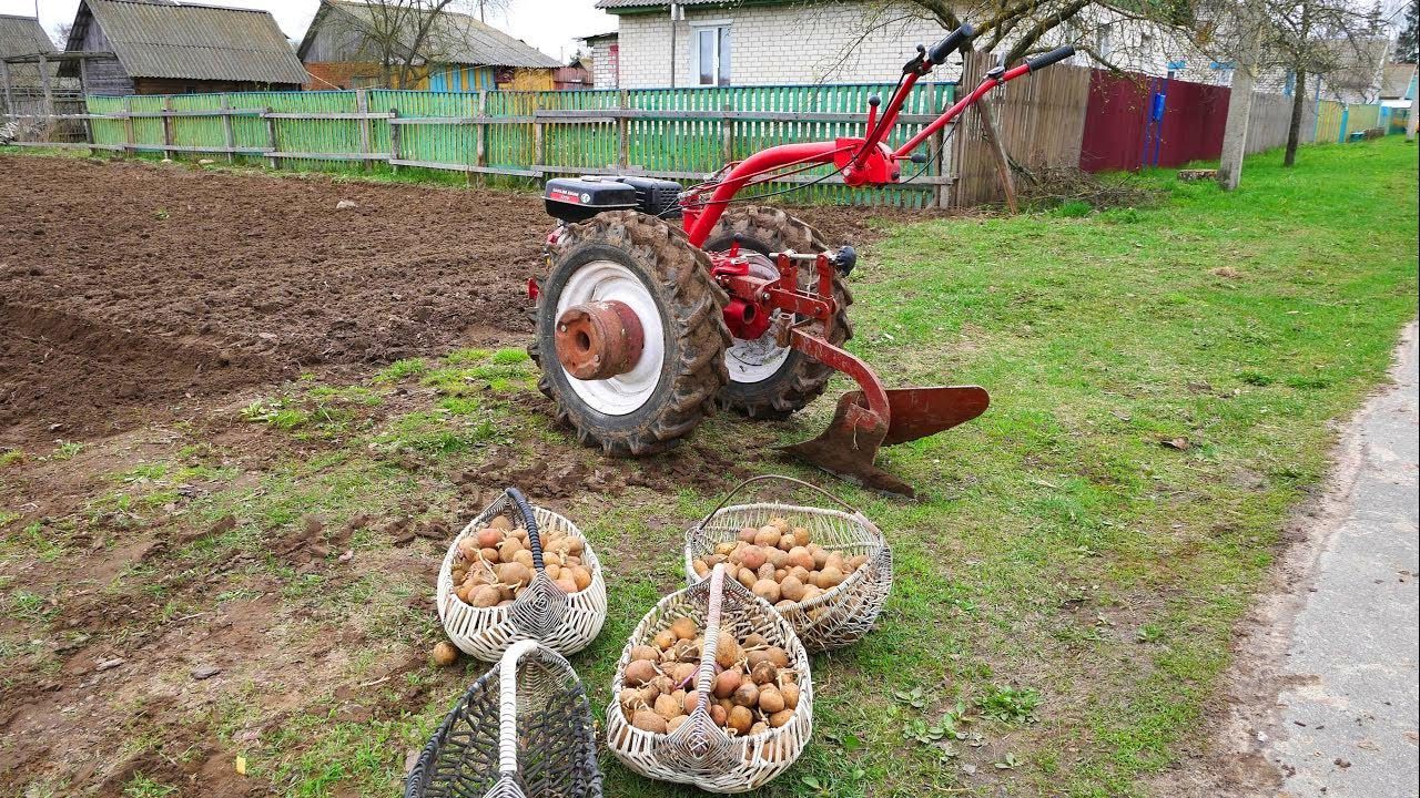Городники розповіли, в які дні в березні потрібно садити картоплю Городники розповіли, в які дні в березні потрібно садити картоплю