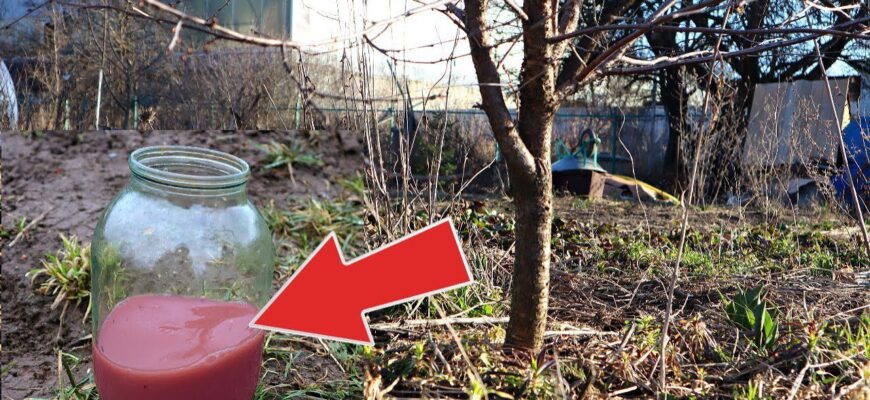 Висипаю 2 склянки під дерево у березні – і збираю по 150 кг ягід: урожай такий, що замовляю КАМАЗ Висипаю 2 склянки під дерево у березні – і збираю по 150 кг ягід: урожай такий, що замовляю КАМАЗ