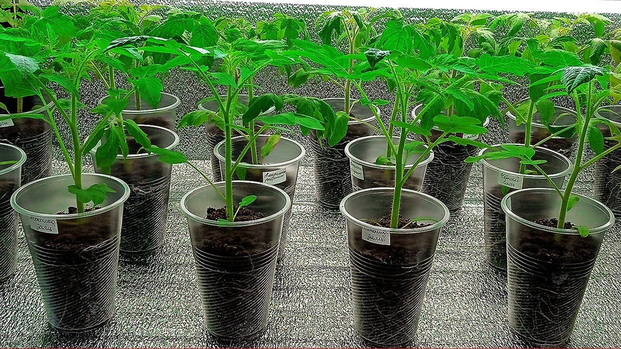 Городники розповіли, що робити, якщо запізнилися із розсадою