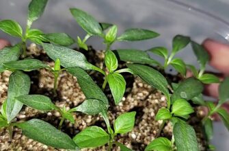 Якщо запізнилася з розсадою – терміново: 5 способів пришвидшити ріст сіянців – працює на всі 100%