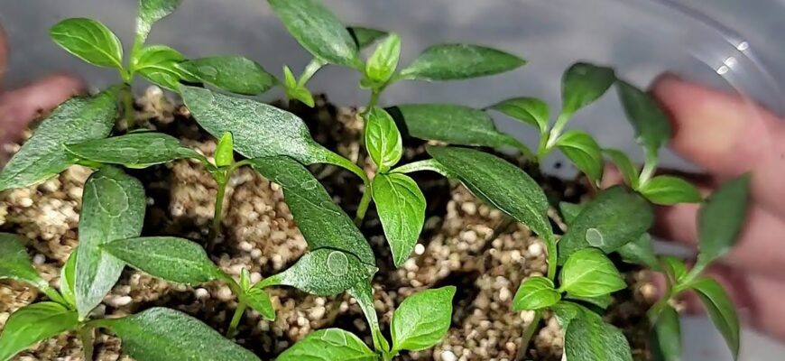 Якщо запізнилася з розсадою – терміново: 5 способів пришвидшити ріст сіянців – працює на всі 100% Якщо запізнилася з розсадою – терміново: 5 способів пришвидшити ріст сіянців – працює на всі 100%