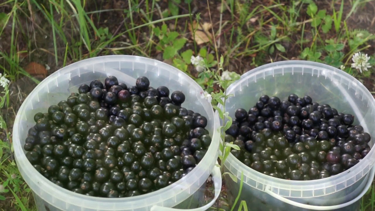 Садівники розповіли, як насправді правильно доглядати за смородиною