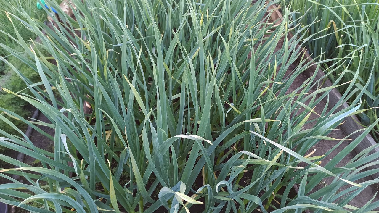 Городники розповіли, що зробити з часником у квітні для щедрого врожаю. Фото: скриншот з відео Городники розповіли, що зробити з часником у квітні для щедрого врожаю. Фото: скриншот з відео