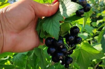 Кардинально змінила догляд за чорною смородиною – і тепер ягоди збираю цілими тачками: урожай дуже солодкий
