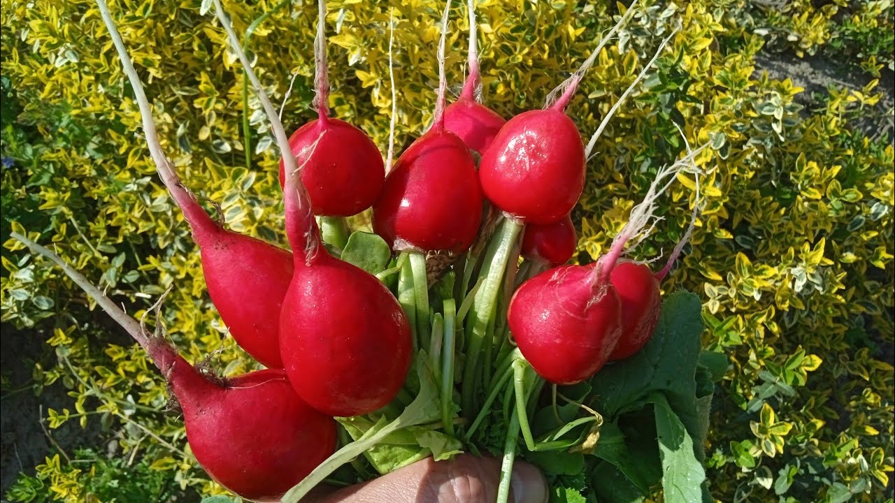 Досвідчені садівники розповіли, коли і як правильно садити редиску