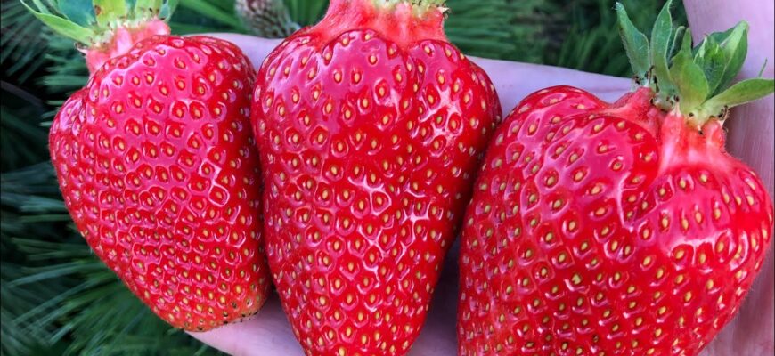 У березні полуниці – терміново: ягоди будуть більшими і солодшими за яблуко – трюк від діда-агронома Петра