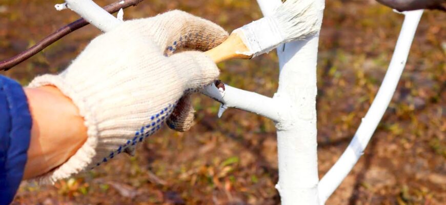 Березень 2026: маєте лише 10 днів, щоб побілити стовбури дерев, інакше весняне сонце спалить кору Березень 2026: маєте лише 10 днів, щоб побілити стовбури дерев, інакше весняне сонце спалить кору