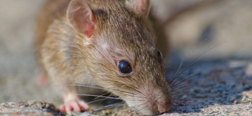 Ніякої отрути, кладу по кутках 3 гілочки цієї рослини! Це справжній порятунок: мій гараж став чистим від мишей всього за одну ніч! Ніякої отрути, кладу по кутках 3 гілочки цієї рослини! Це справжній порятунок: мій гараж став чистим від мишей всього за одну ніч!