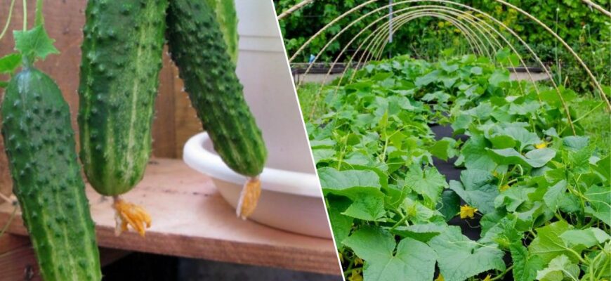 Весна 2026 обіцяє бути холодною: обираю тільки ці 4 сорти огірків, бо знаю — вони дають стабільний урожай Весна 2026 обіцяє бути холодною: обираю тільки ці 4 сорти огірків, бо знаю — вони дають стабільний урожай