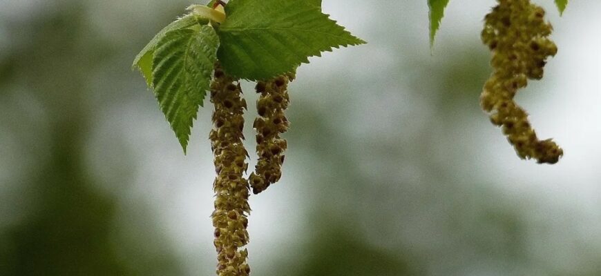 Що обов’язково пили 17 березня, щоб мати гроші весь рік: народні прикмети на Олекси Теплого Що обов’язково пили 17 березня, щоб мати гроші весь рік: народні прикмети на Олекси Теплого