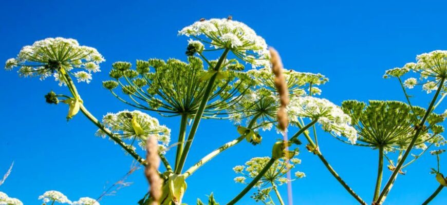 0 гербіцидів та тримерів: управу на борщівника знайшла з “чорного ходу” – трюк діда-городника на 10 з 10