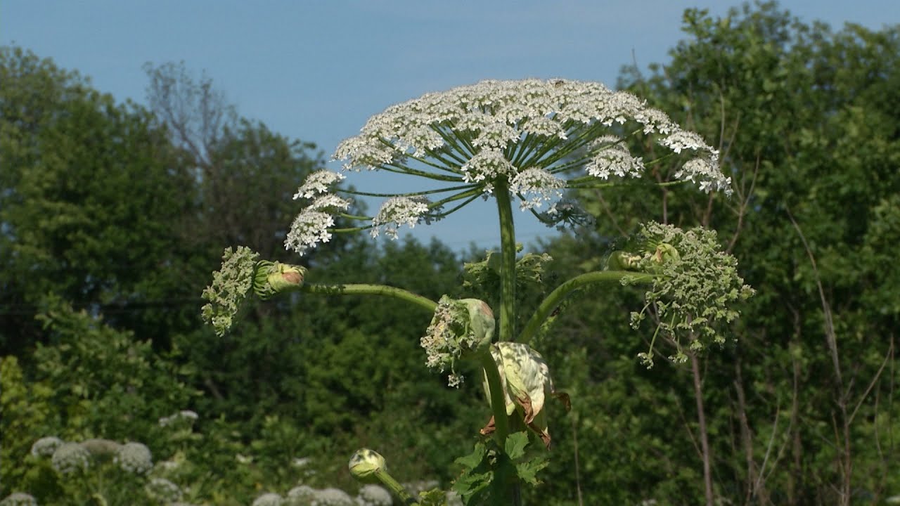 Городники знайшли простий, але дуже ефективний засіб проти борщівника
