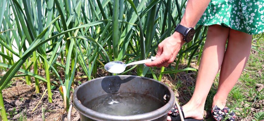 Кум-агроном із 38-річним стажем підказав, чим підживити часник навесні, щоб пір’я не жовтіло – ефект на 100% Кум-агроном із 38-річним стажем підказав, чим підживити часник навесні, щоб пір’я не жовтіло – ефект на 100%