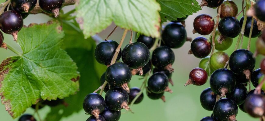 Чекаю на потепління до 5°C – і влаштовую смородині справжній “душ Шарко”: усе літо 0 грибків та шкідників Чекаю на потепління до 5°C – і влаштовую смородині справжній “душ Шарко”: усе літо 0 грибків та шкідників