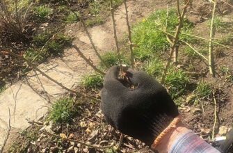 Вперше обрізала троянди за схемою англійських садівників: кущі настільки вкриті бутонами, що я в захваті