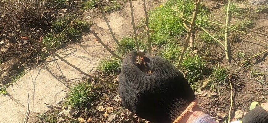 Вперше обрізала троянди за схемою англійських садівників: кущі настільки вкриті бутонами, що я в захваті