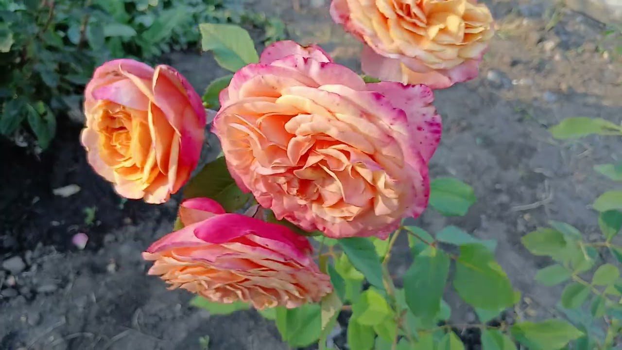 Садівники розповіли, коли і як насправді правильно обрізати троянди. Фото: YouTube Милий сад