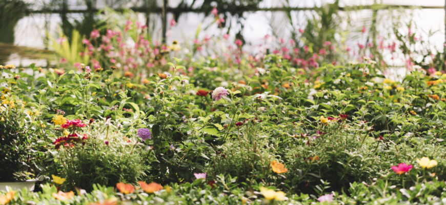 Просто кидаю насіння в землю у березні – і в червні насолоджуюся квітучим килимом у саду – 3 багаторічники Просто кидаю насіння в землю у березні – і в червні насолоджуюся квітучим килимом у саду – 3 багаторічники