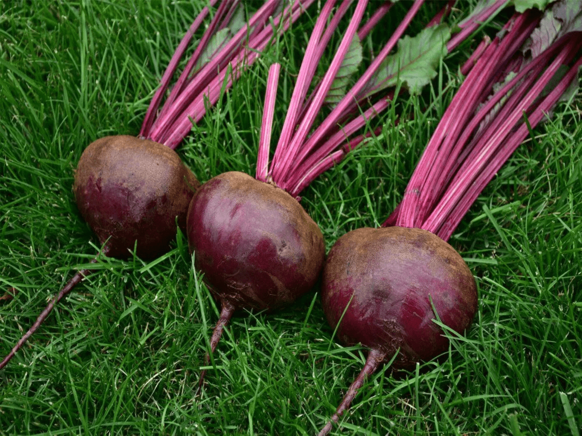 Городники порадили, який сорт буряка обрати для вирощування на власній грядці — проста порада