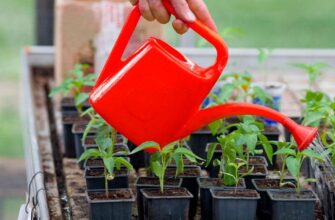 5 критичних помилок при поливі розсади: як не занапастити врожай