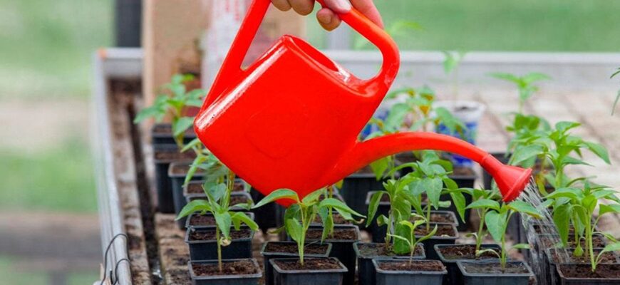 5 критичних помилок при поливі розсади: як не занапастити врожай