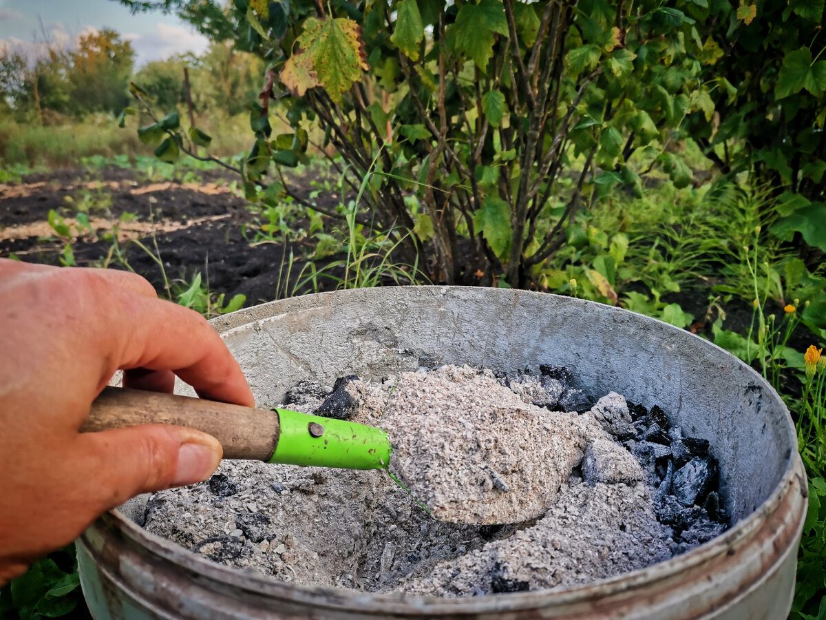 Городники розповіли, як використовувати деревну золу у якості добрива