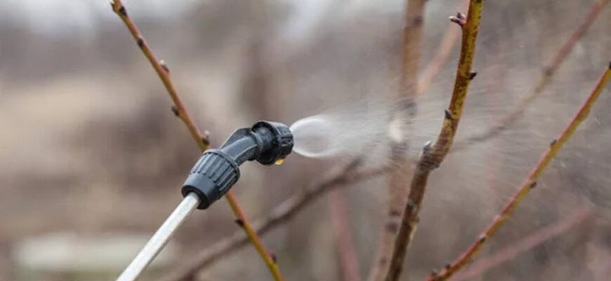 Перше оброблення саду навесні: чим кропити від шкідників і хвороб Перше оброблення саду навесні: чим кропити від шкідників і хвороб