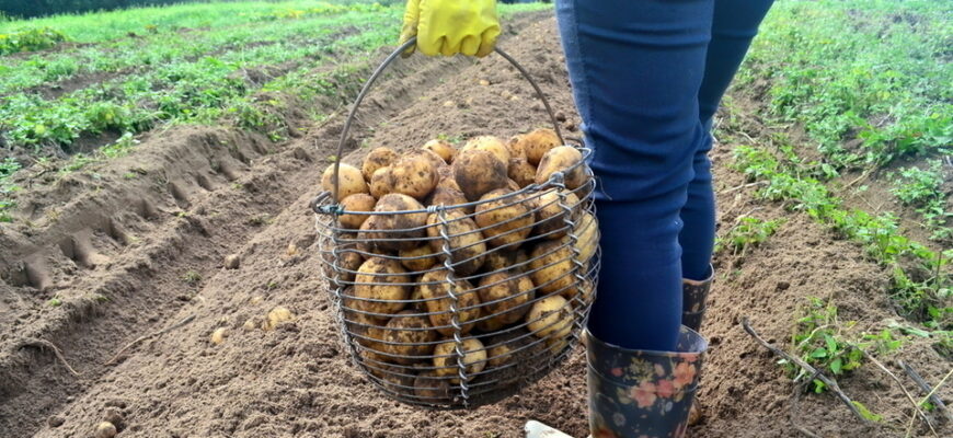 Зберете утричі більший урожай великих бульб: у які дні березня найкраще садити картоплю? Зберете утричі більший урожай великих бульб: у які дні березня найкраще садити картоплю?