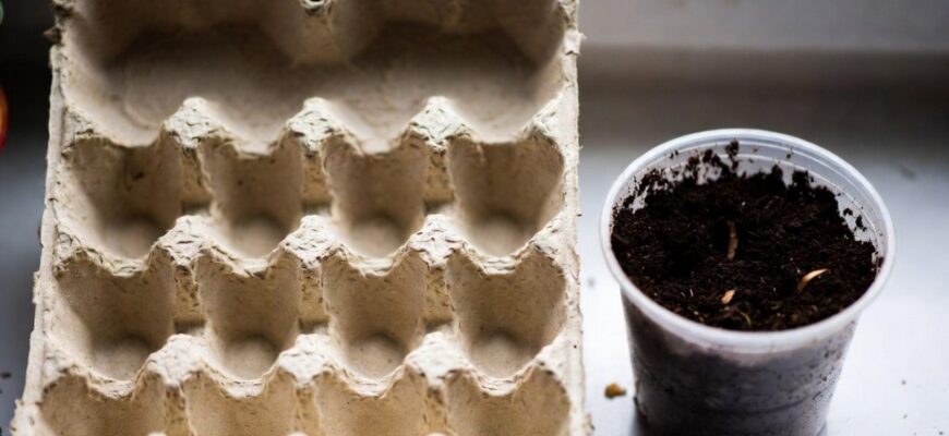 Паперові лотки від яєць тепер бережу як золото: у них криється величезний дачний потенціал – 4 трюки Паперові лотки від яєць тепер бережу як золото: у них криється величезний дачний потенціал – 4 трюки