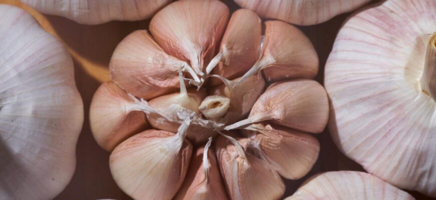 Часник-велетень: дідівський спосіб весняної посадки, який змушує кожну голівку рости розміром з кулак! Часник-велетень: дідівський спосіб весняної посадки, який змушує кожну голівку рости розміром з кулак!