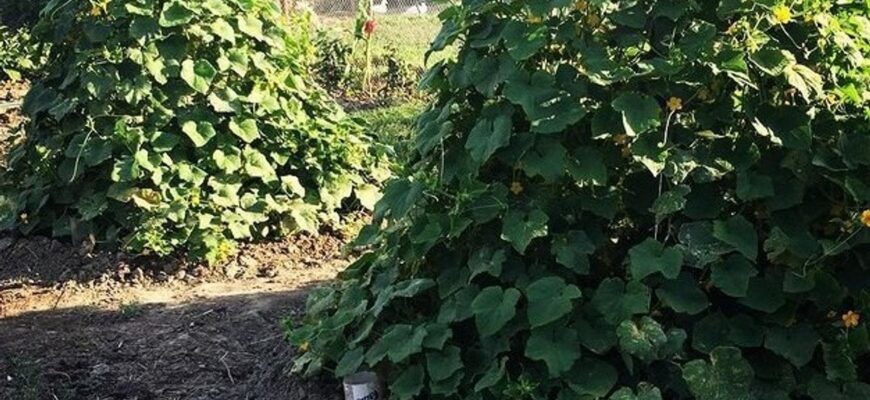 Як посадити огірки «ялинкою»: місця треба мало, а врожай — великий Як посадити огірки «ялинкою»: місця треба мало, а врожай — великий