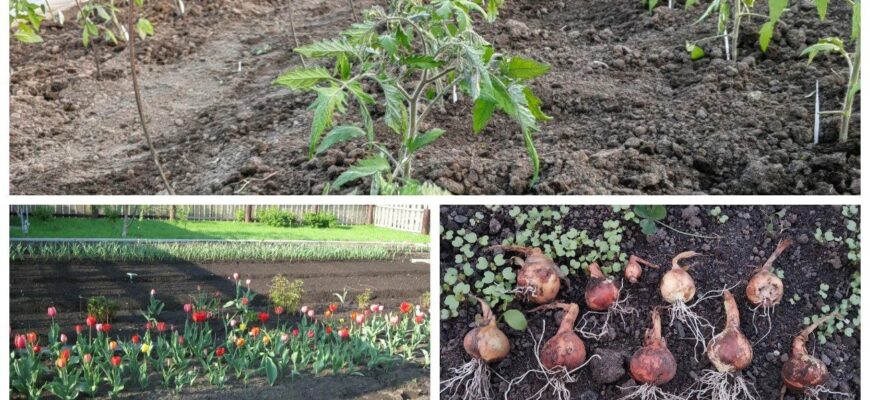 Що посіяти 4 березня 2026 року: ці 2 культури — для відкритого ґрунту, 1 культура — на розсаду