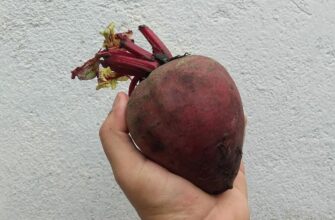 Буряковий фаворит: Сорт буряка, який ховають продавці. Сію, сіяла і сіятиму тільки його