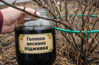 Зробіть це після сходу снігу — і ягід буде стільки, що не знатимете куди дівати.