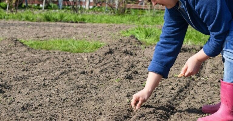 Що найперше посадити на городі весною: правильний старт сезону Що найперше посадити на городі весною: правильний старт сезону