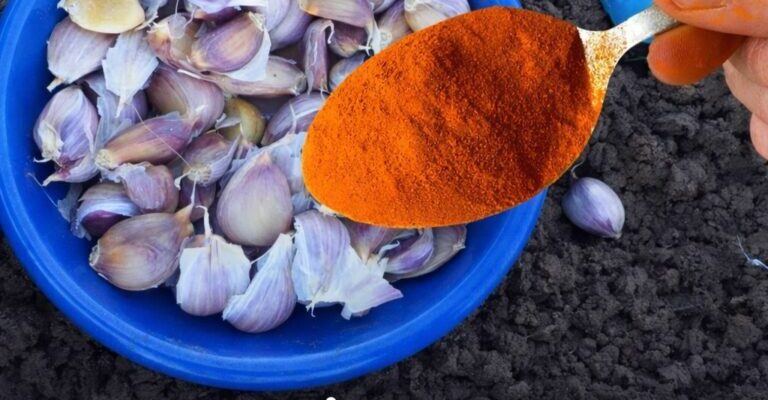 Лише 1 ложка на 3 літри води: простий сnосіб захистити часник від шкідників. Лише 1 ложка на 3 літри води: простий сnосіб захистити часник від шкідників.