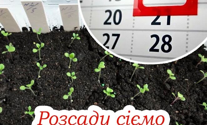 5 днів у березні, коли потрібно сіяти розсаду. Тоді виросте міцною та гарною. 5 днів у березні, коли потрібно сіяти розсаду. Тоді виросте міцною та гарною.