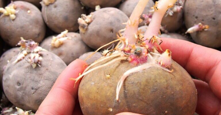 Не дайте картоплі прорости раніше часу, та що робити, якщо це вже сталося, а садити ще рано. Не дайте картоплі прорости раніше часу, та що робити, якщо це вже сталося, а садити ще рано.