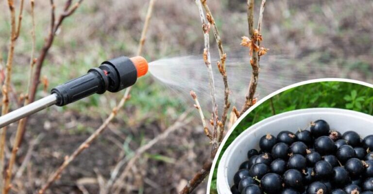 На початку весни потрібно обробити кущі смородини цим розчином, щоб не хворіли та не чіпали шкідники На початку весни потрібно обробити кущі смородини цим розчином, щоб не хворіли та не чіпали шкідники
