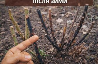 Що робити з почорнілими пагонами троянд, щоб не втратити весь кущ. Детальна інструкція