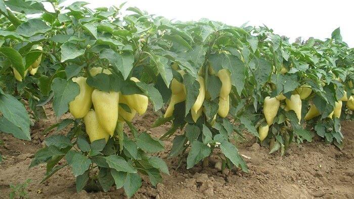 Ідеальна дистанція: на якій відстані висаджувати розсаду для рекордного врожаю Ідеальна дистанція: на якій відстані висаджувати розсаду для рекордного врожаю