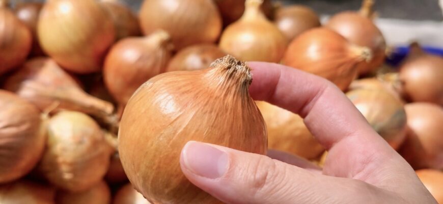 Цибуля пролежала з минулого сезону і не зіпсувалася: цьогоріч буду садити так само — 1 правило Цибуля пролежала з минулого сезону і не зіпсувалася: цьогоріч буду садити так само — 1 правило