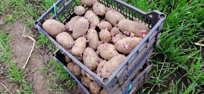 Коли саджати картоплю, чому не варто поспішати: помилка, яку роблять 70% городників Коли саджати картоплю, чому не варто поспішати: помилка, яку роблять 70% городників