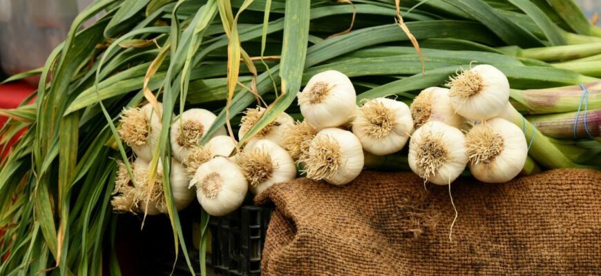 Фатальна помилка: що категорично заборонено садити біля часнику, щоб не залишитися з порожніми відрами восени! Фатальна помилка: що категорично заборонено садити біля часнику, щоб не залишитися з порожніми відрами восени!