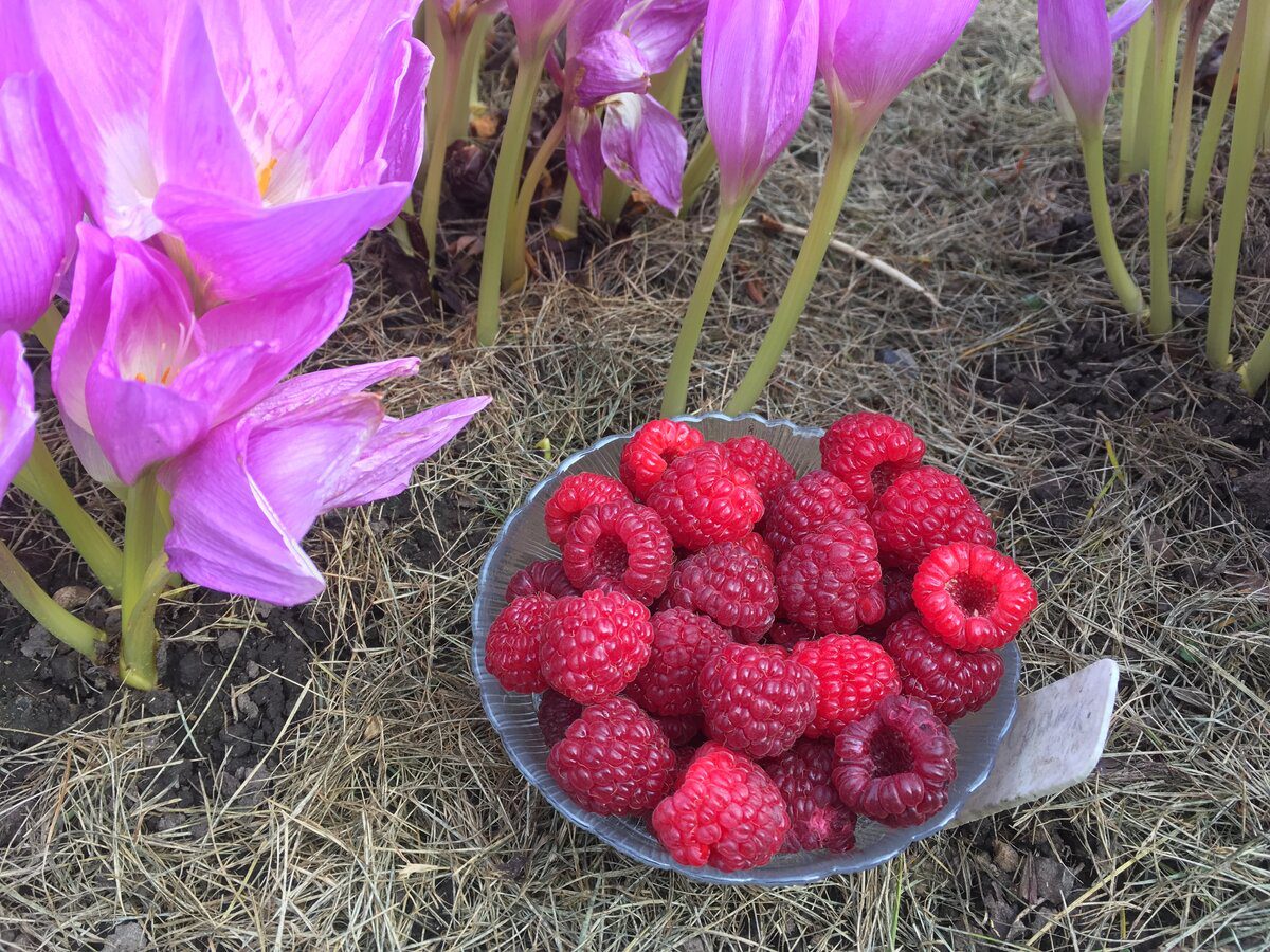 Господині розповіли, як і чим підживлювати малину навесні
