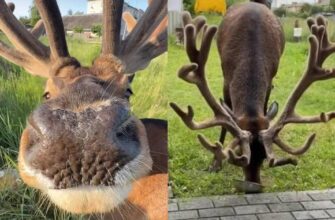 Перлину Рівненщини, оленя Бориса, збив автомобіль