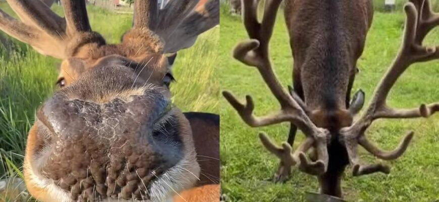 Перлину Рівненщини, оленя Бориса, збив автомобіль Перлину Рівненщини, оленя Бориса, збив автомобіль