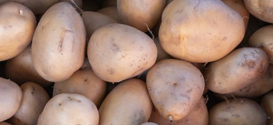 90% роблять це неправильно: які паростки картоплі не можна обривати перед висаджуванням 90% роблять це неправильно: які паростки картоплі не можна обривати перед висаджуванням