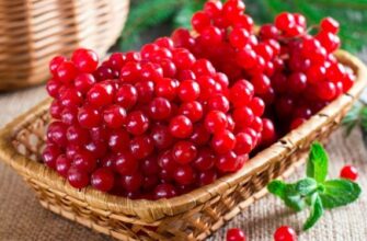 А ви це знали? Чому не можна садити калину біля дому