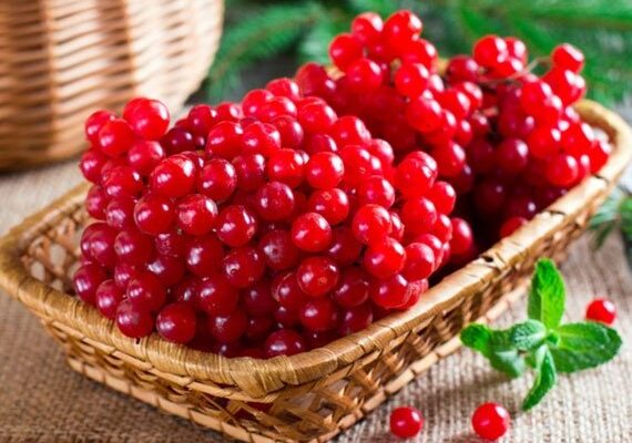 А ви це знали? Чому не можна садити калину біля дому А ви це знали? Чому не можна садити калину біля дому